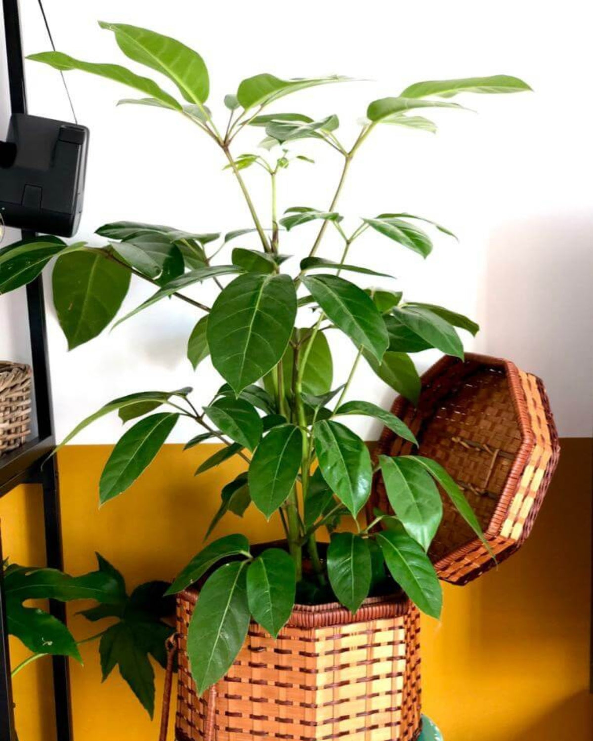 Schefflera Actinophylla (Vingersboom)