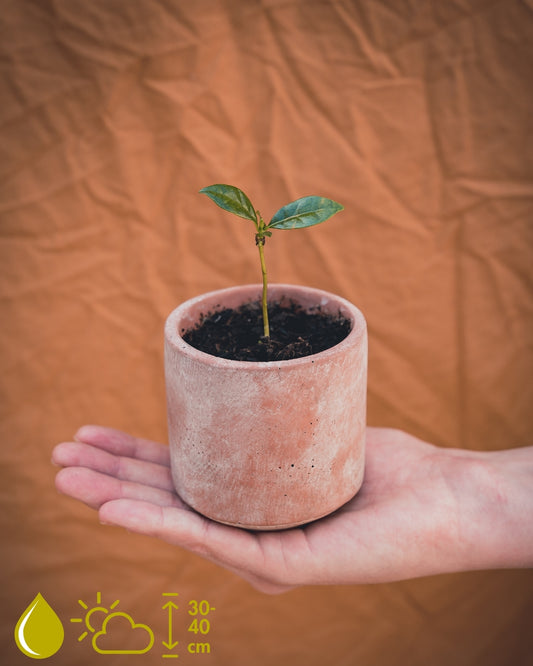 Coffea Arabica (Koffieplant)