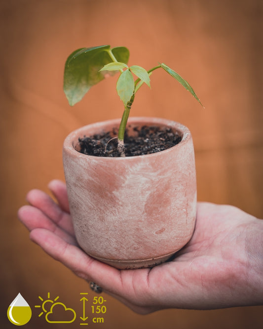 Schefflera Actinophylla (Vingersboom)